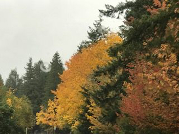 22780421_1950980511#5290BCB